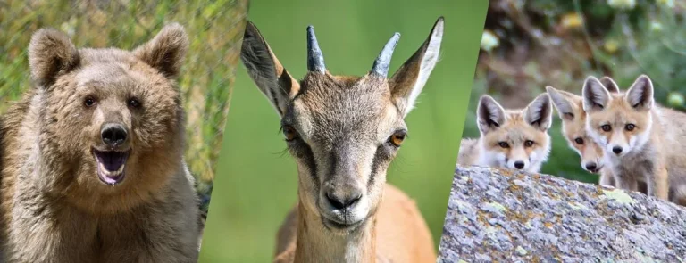 Doğada Yaban Hayvanlarının Yaşam Alanları ve Korunma Stratejileri